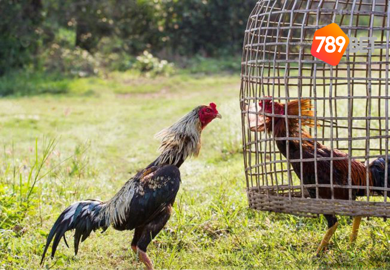789bet trang website cung cấp clip đá gà đòn Thái Lan chất lượng