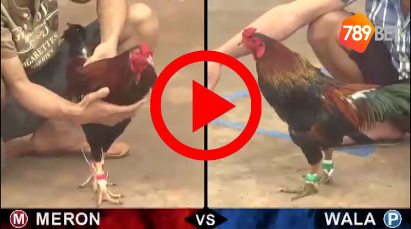 Tại sao lại có những video chọi gà, xem video đá gà chọi mới nhất ở đâu?